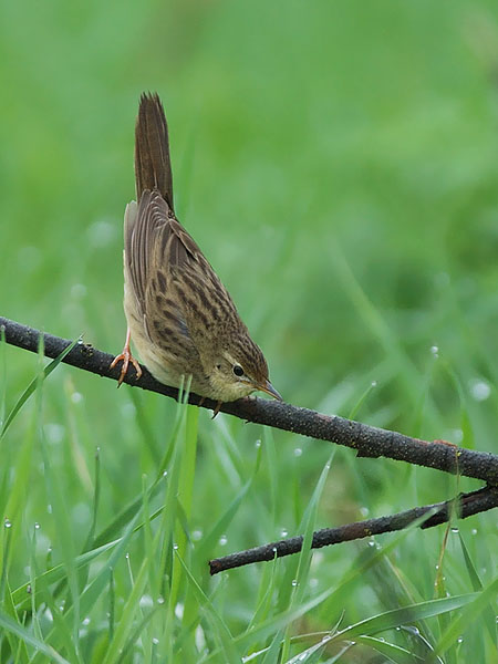 Pensassirkkalintu, Common Grasshopper Warbler, Locustella naevia